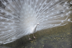 白孔雀