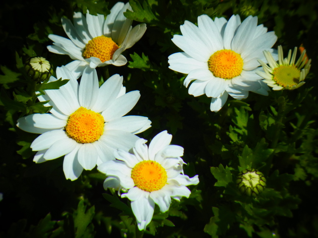 花