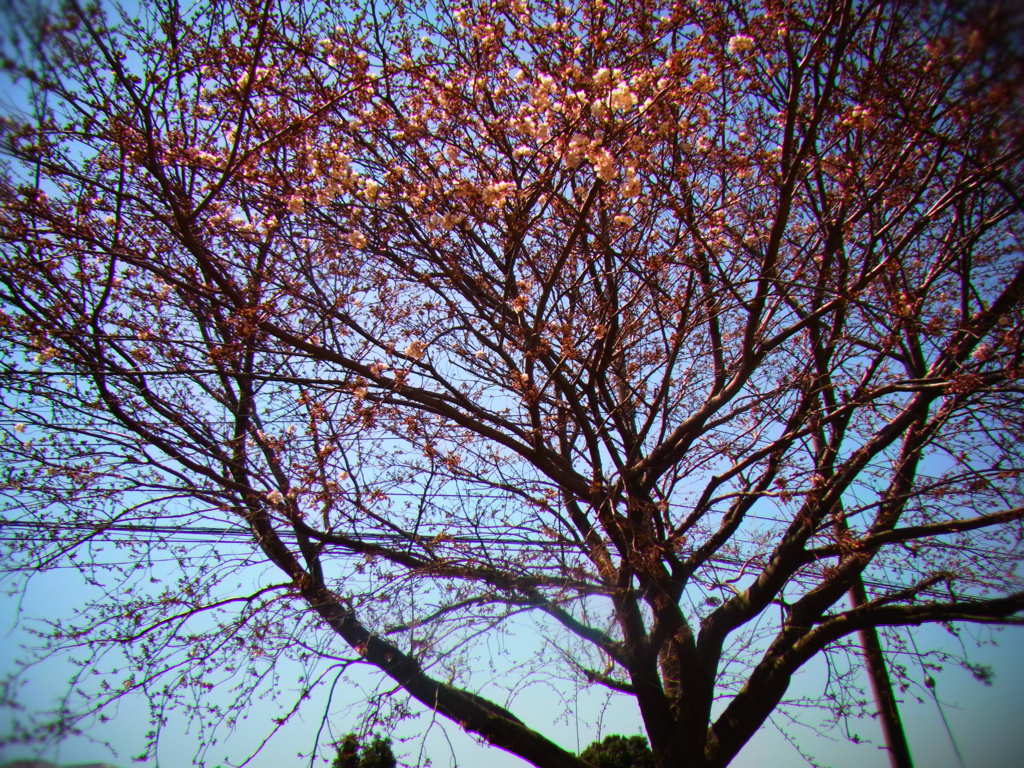 桜木
