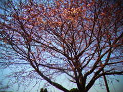 桜木