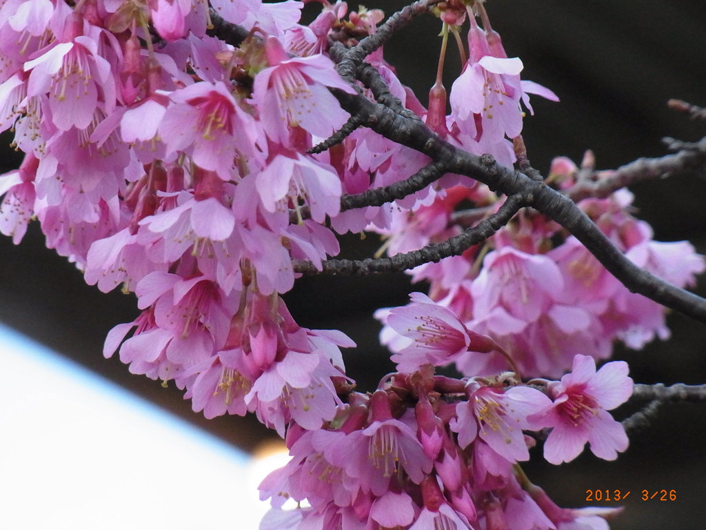 桃花