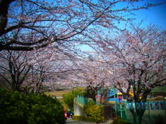 桜坂