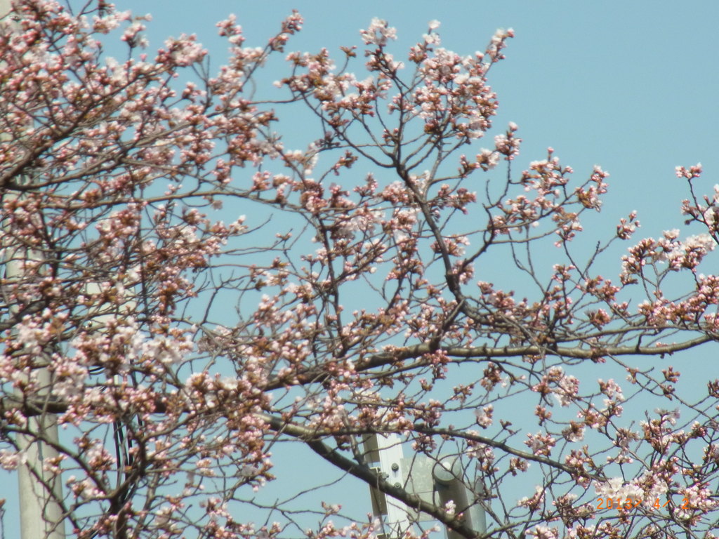 初桜