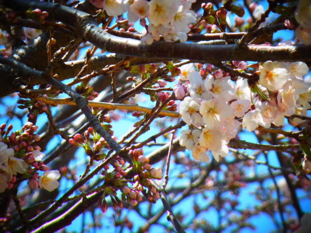 桜と蕾