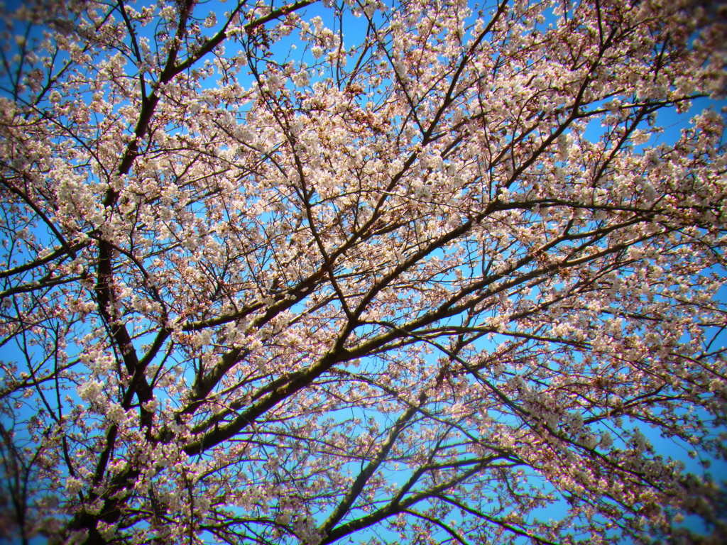 桜