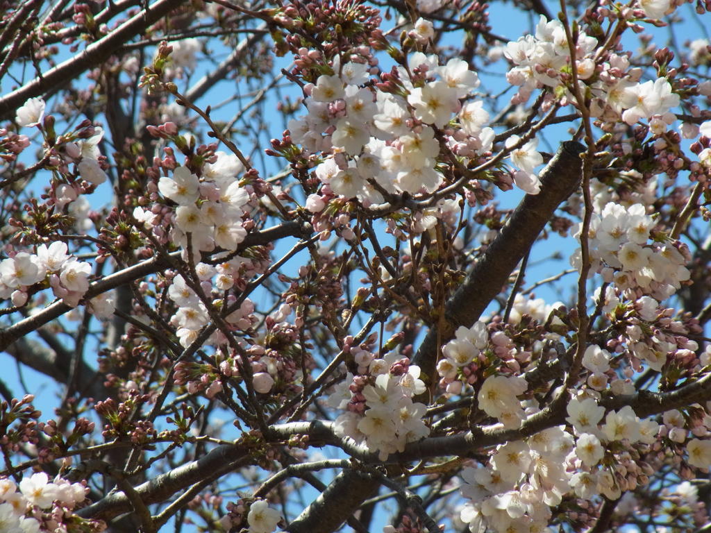 桜ぎっしり