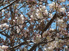 桜ぎっしり