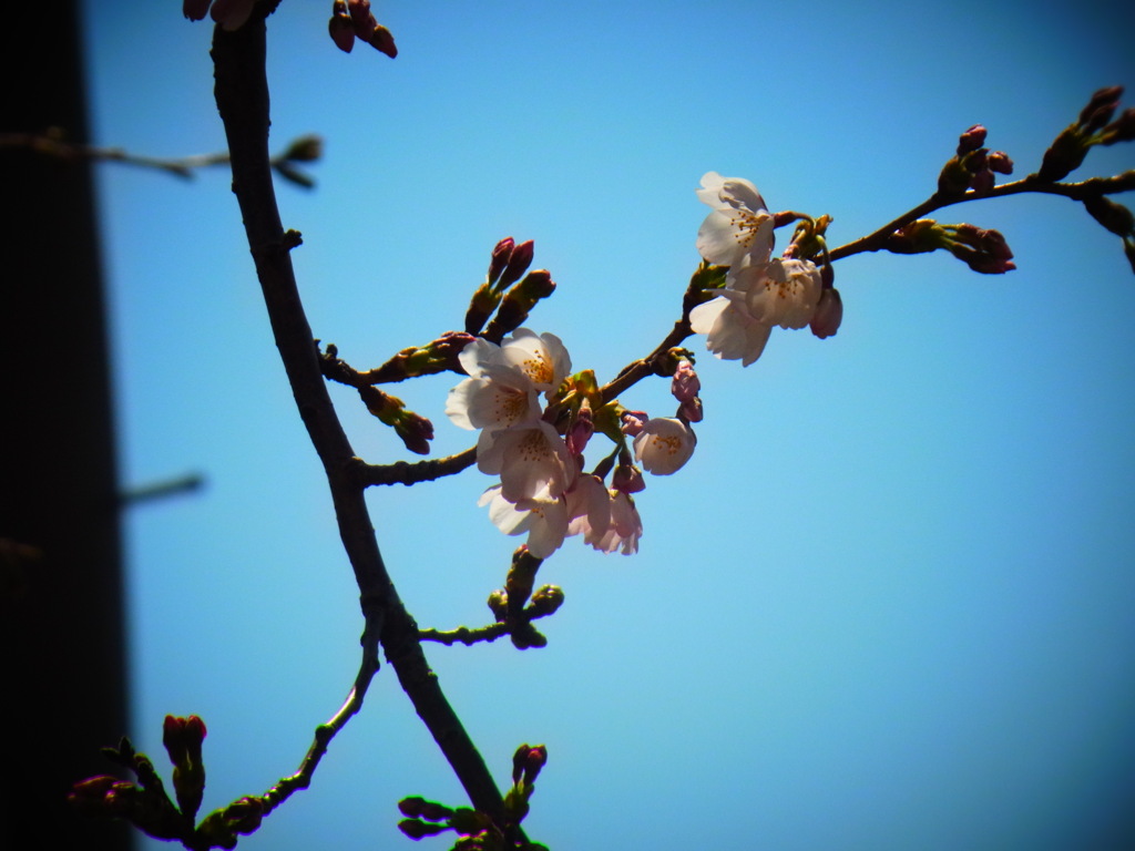 桜蕾