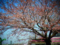 桜