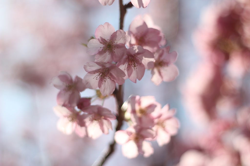 SAKURA