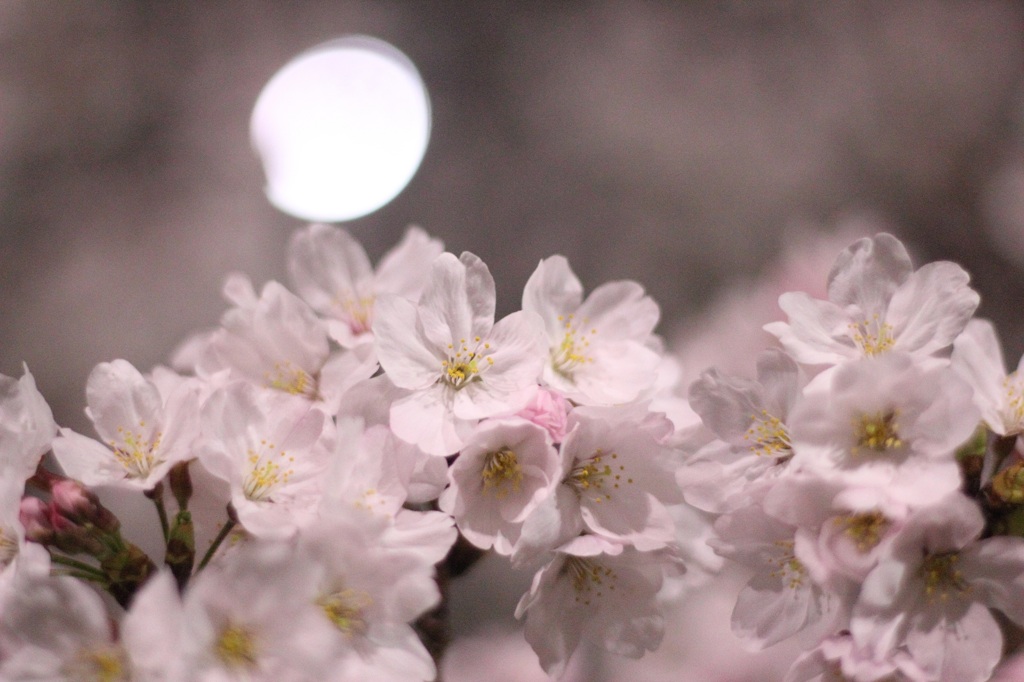 夜桜