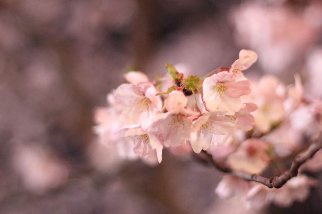 夜桜