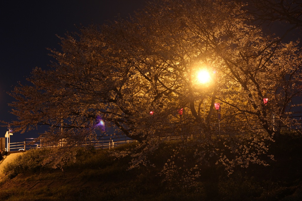 夜桜