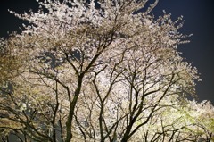 夜桜＠相模原