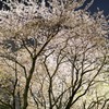 夜桜＠相模原