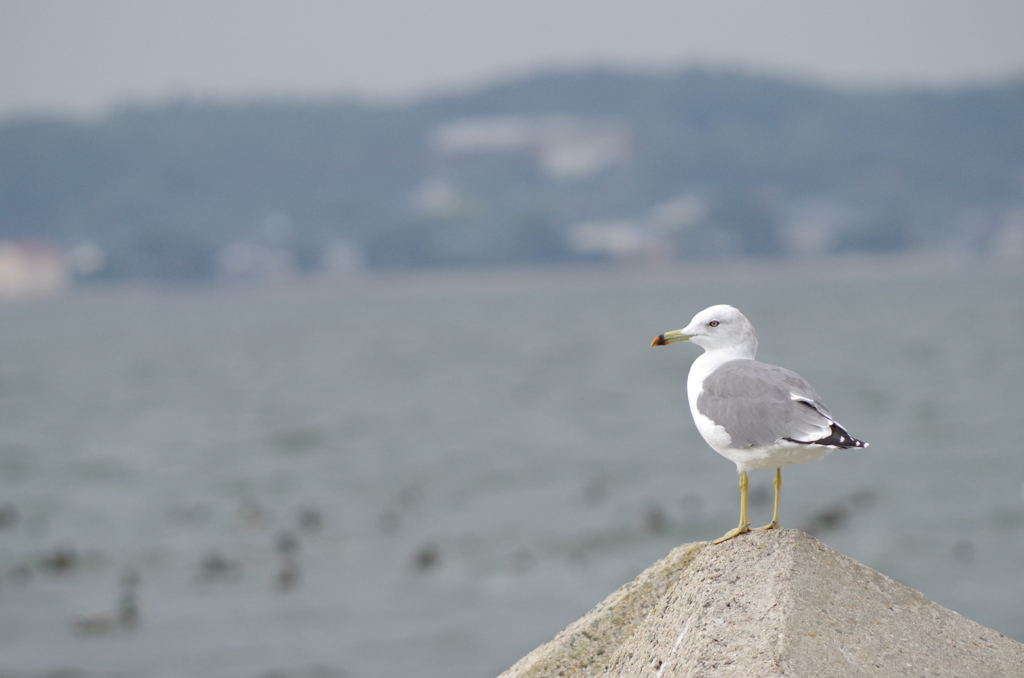 中海を見つめて