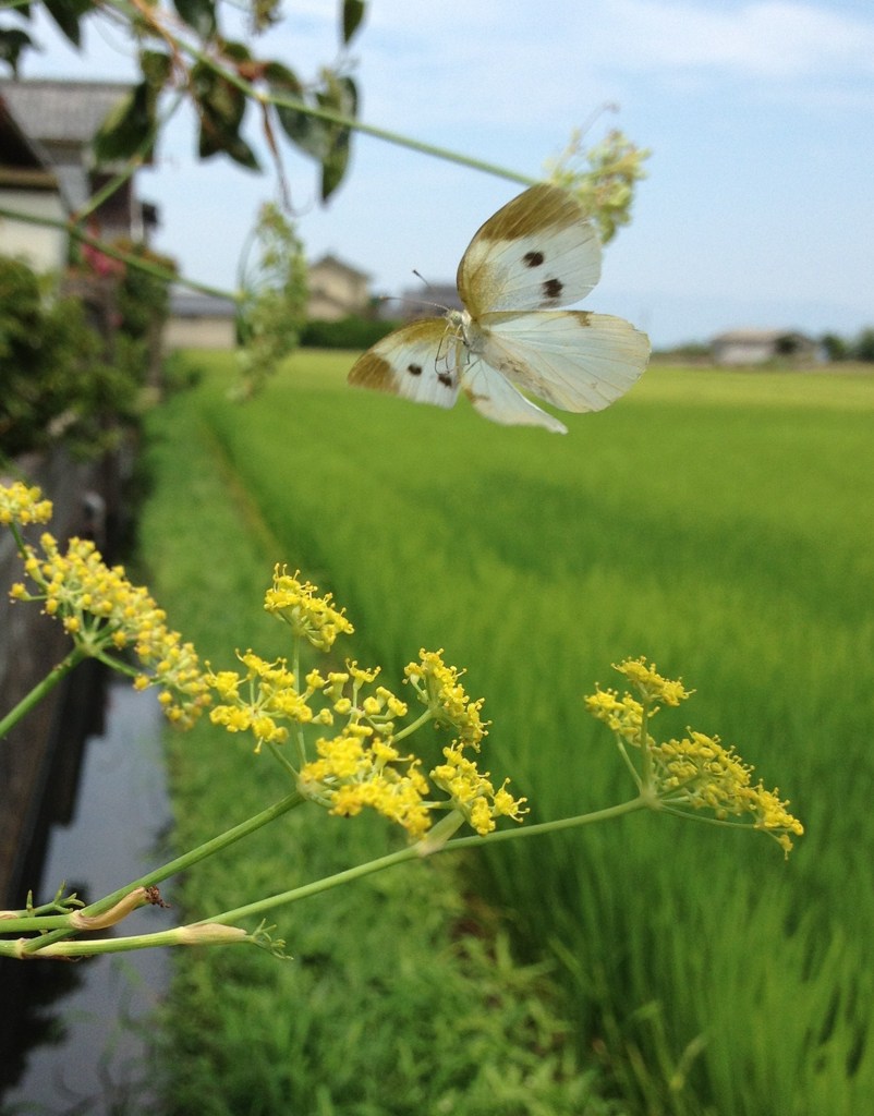 夏の写真ですが