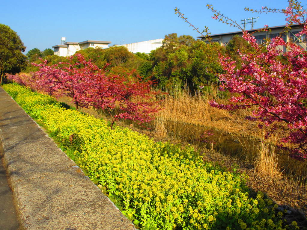 河津桜と菜の花
