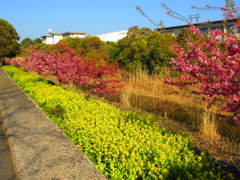 河津桜と菜の花