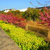 河津桜と菜の花