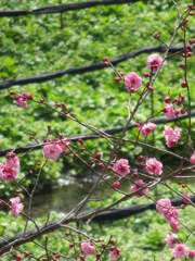 春兆