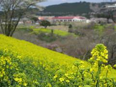 菜の花の誘い