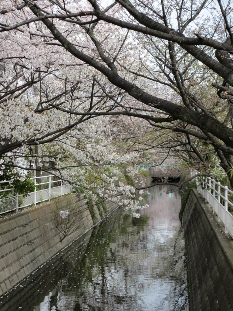 満開