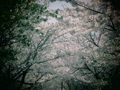 桜咲く・・・