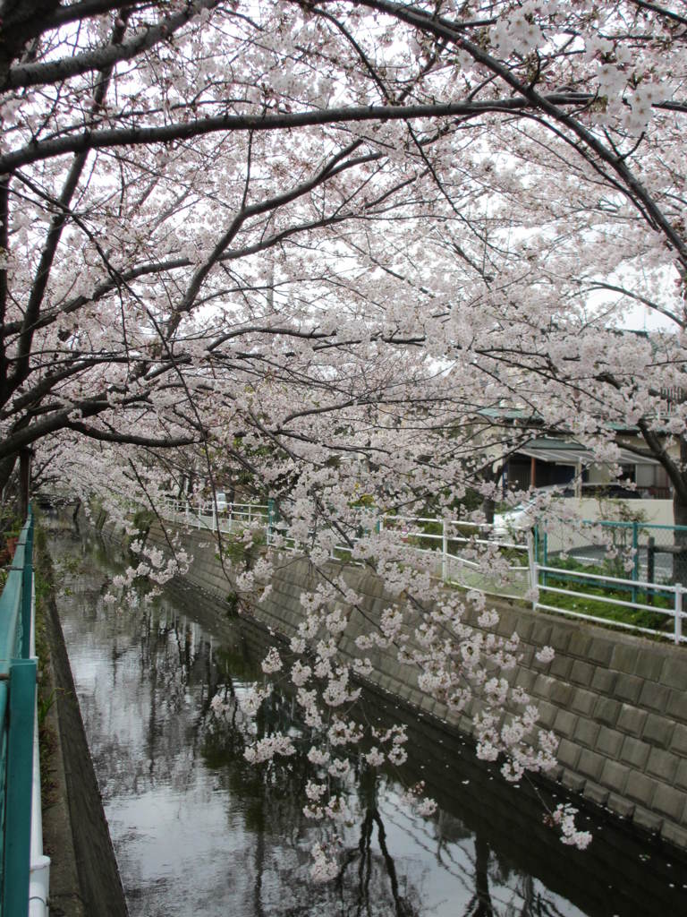 桜だより