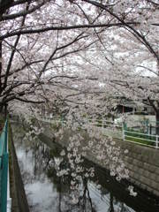 桜だより