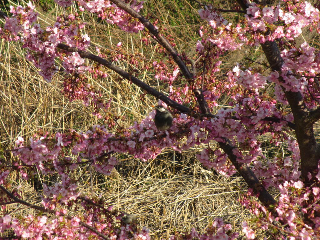 野鳥公園にて