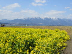菜の花畑より比良山系の残雪を望む