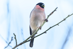 ウソ ～探鳥散歩～