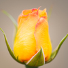 '24 Spring Rose Ⅵ