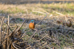 カワセミ～探鳥散歩2026#9～