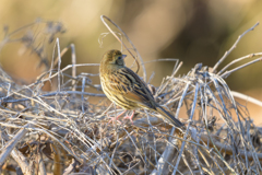 アオジ ～探鳥散歩2026#2～