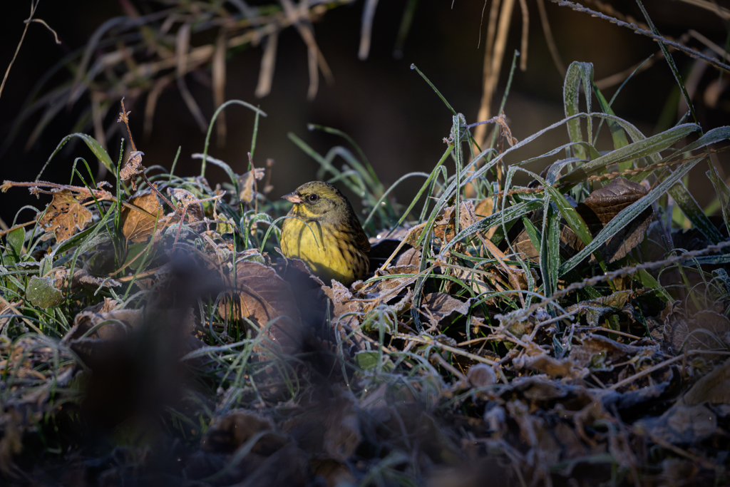 アオジ ～探鳥散歩～