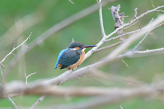 カワセミ ～探鳥散歩2026#1～