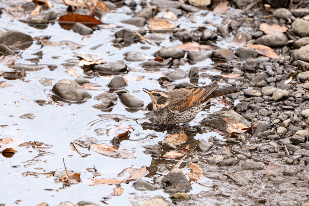 ツグミ～探鳥散歩2026#5～