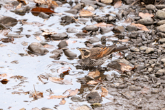 ツグミ～探鳥散歩2026#5～