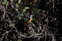 ジョウビタキ ～探鳥散歩～