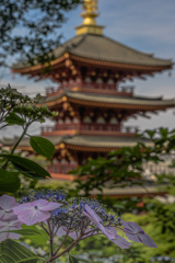 高幡不動尊 ～紫陽花の頃～