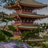 高幡不動尊 ～紫陽花の頃～