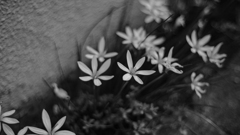 かめらと散歩 #2