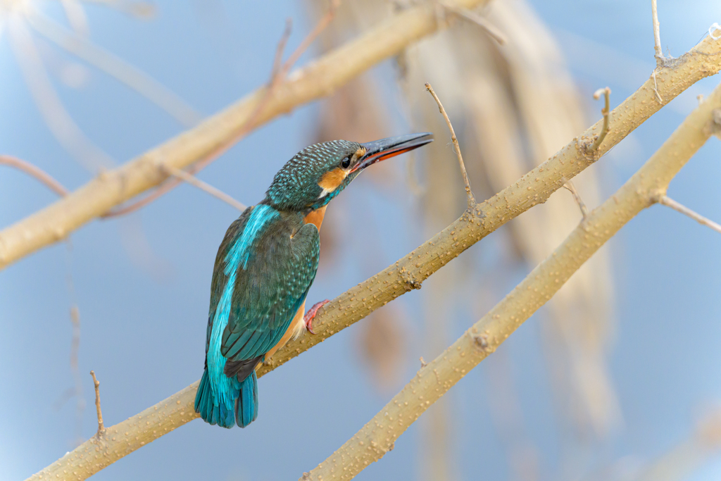 カワセミ ～探鳥散歩～