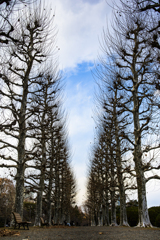 Park Scene #2