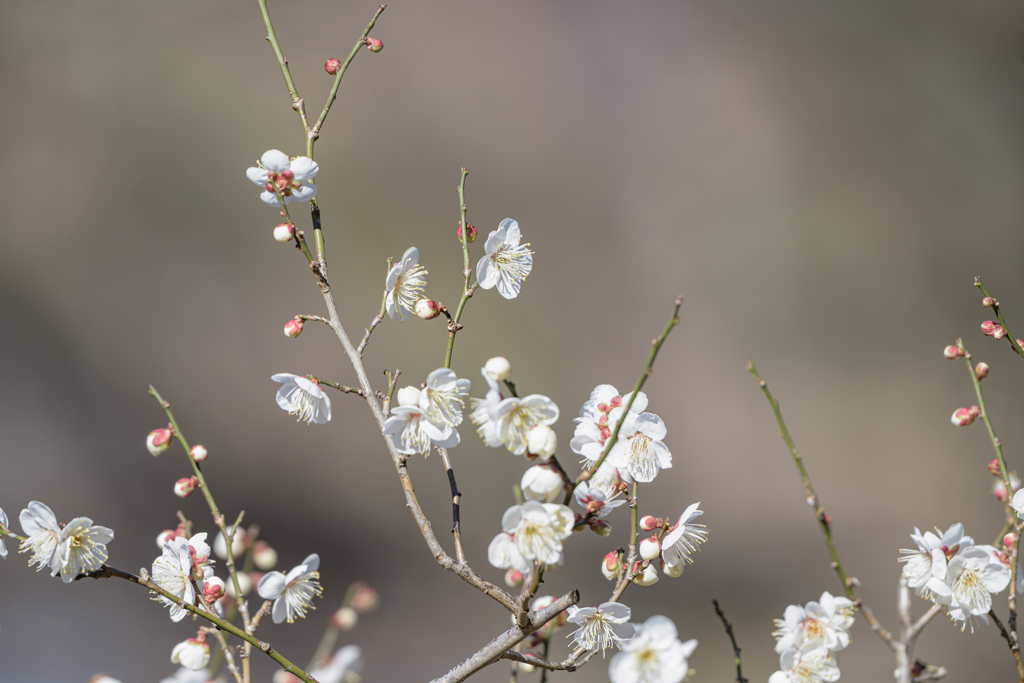 探鳥散歩の合間に