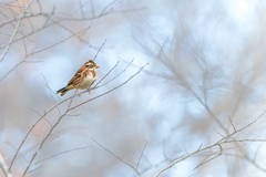 カシラダカ ～探鳥散歩～