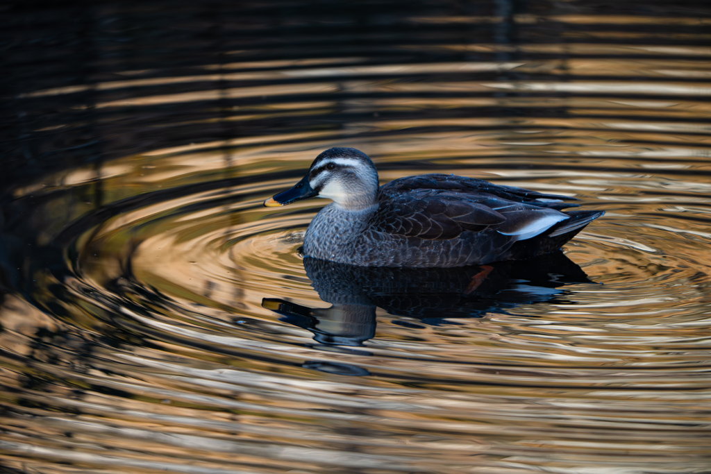 カルガモ～探鳥散歩2026#11～