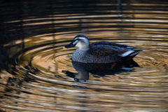 カルガモ～探鳥散歩2026#11～